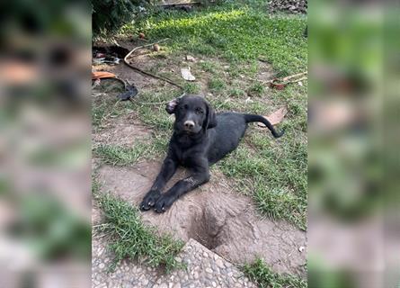 Schwarze Labrador-Labrador/Apenzeller Welpen