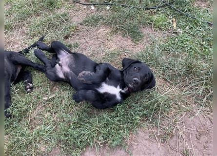 Schwarze Labrador-Labrador/Apenzeller Welpen