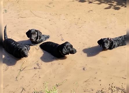 Schwarze Labrador-Labrador/Apenzeller Welpen