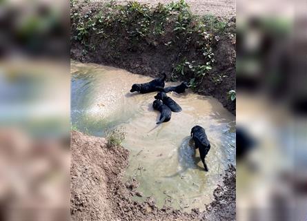 Schwarze Labrador-Labrador/Apenzeller Welpen