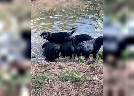 Schwarze Labrador-Labrador/Apenzeller Welpen