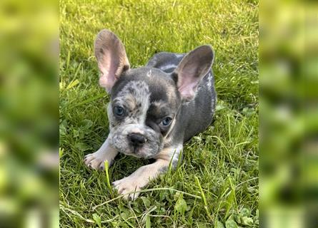 5 französische Bulldoggen in Sonderlackierung❤️