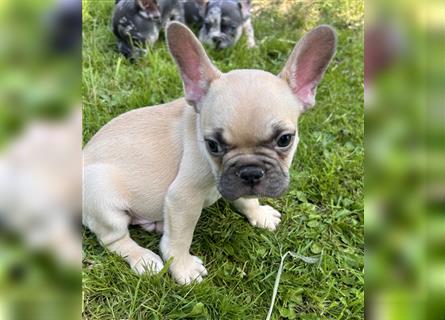 5 französische Bulldoggen in Sonderlackierung❤️