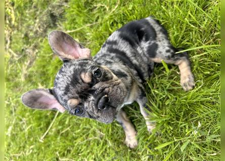 5 französische Bulldoggen in Sonderlackierung❤️