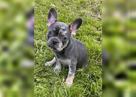 5 französische Bulldoggen in Sonderlackierung❤️