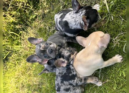 5 französische Bulldoggen in Sonderlackierung❤️