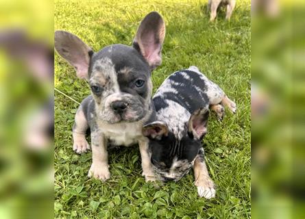 5 französische Bulldoggen in Sonderlackierung❤️