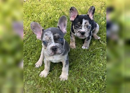 5 französische Bulldoggen in Sonderlackierung❤️