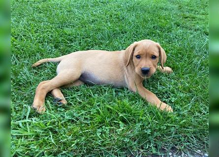 Labrador Welpen suchen ein Zuhause