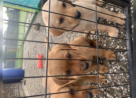 Labrador Welpen suchen ein Zuhause