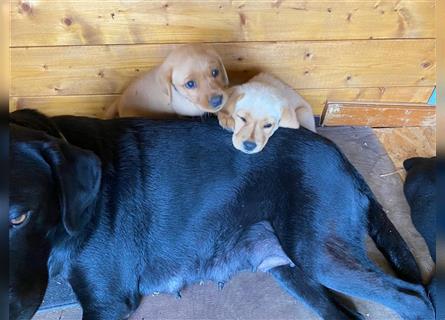 Labrador Welpen suchen ein Zuhause