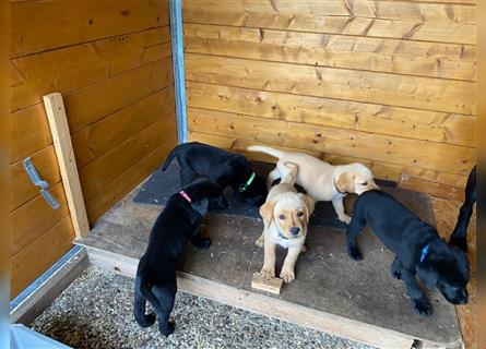 Labrador Welpen suchen ein Zuhause