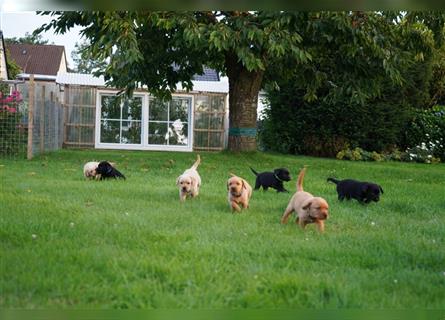 Labrador Welpen suchen ein Zuhause