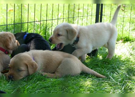 Labrador Welpen suchen ein Zuhause