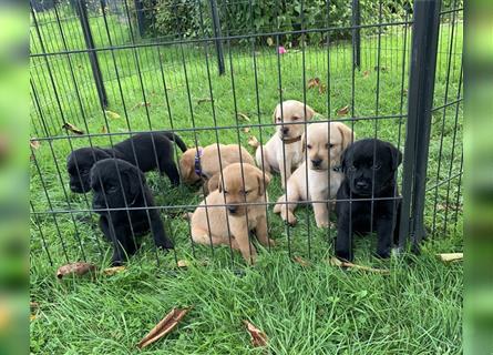 Labrador Welpen suchen ein Zuhause