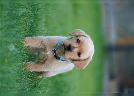 Labrador Welpen suchen ein Zuhause