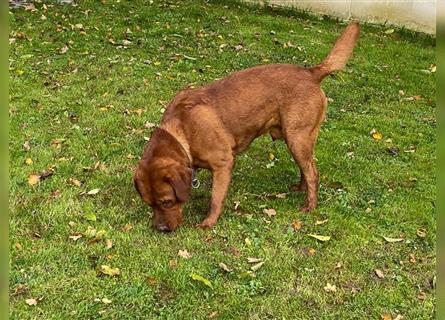 Labrador Welpen suchen ein Zuhause