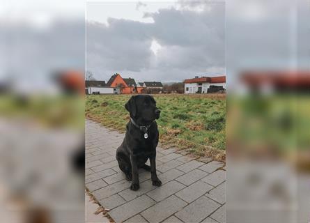 Labrador Welpen suchen ein Zuhause