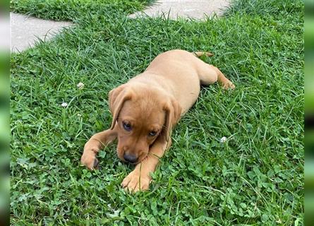 Labrador Welpen suchen ein Zuhause