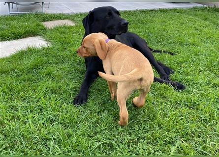 Labrador Welpen suchen ein Zuhause