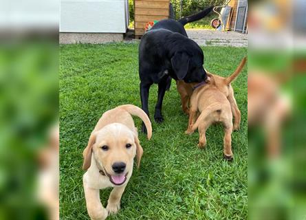 Labrador Welpen suchen ein Zuhause