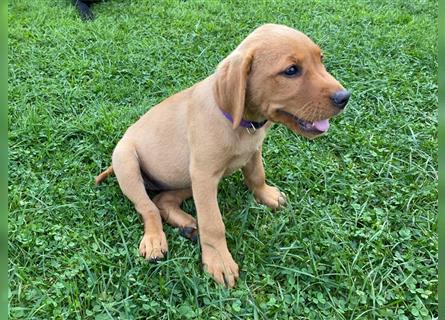 Labrador Welpen suchen ein Zuhause