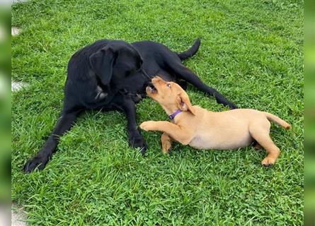 Labrador Welpen suchen ein Zuhause