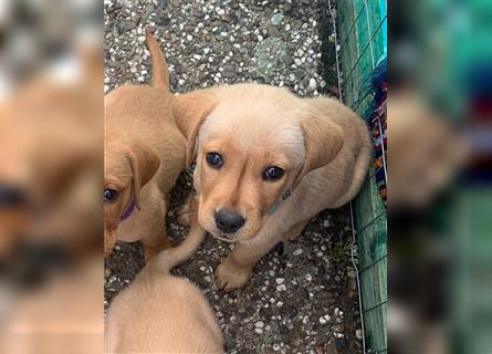 Labrador Welpen suchen ein Zuhause