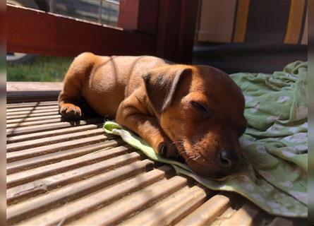 Zwergpinscher weiblich Welpen