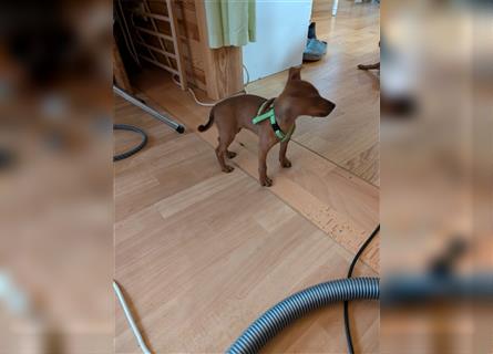 Zwergpinscher weiblich Welpen