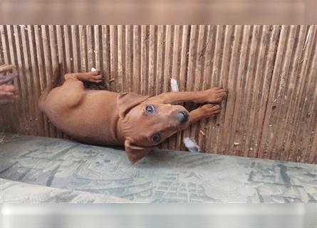 Zwergpinscher weiblich Welpen