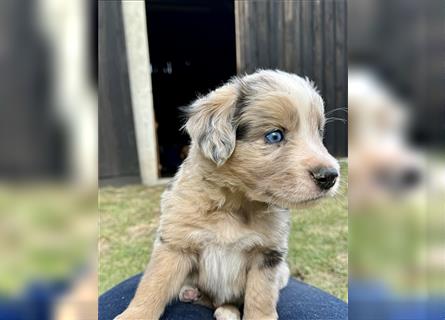 Aussie Mini Miniature Australian Shepherd Border Collie Welpen Showlinie Hündin Rüde