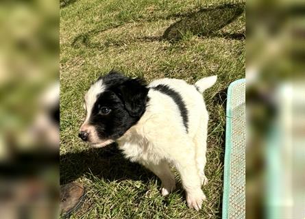 Aussie Mini Miniature Australian Shepherd Border Collie Welpen Showlinie Hündin Rüde