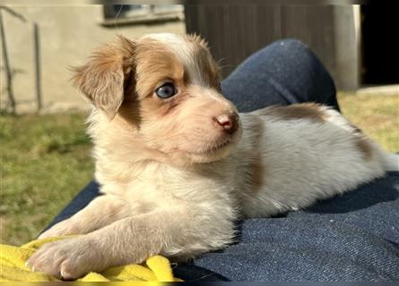 Aussie Mini Miniature Australian Shepherd Border Collie Welpen Showlinie Hündin Rüde