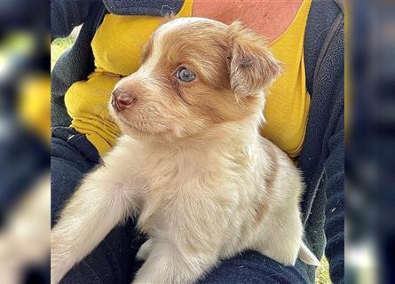 Aussie Mini Miniature Australian Shepherd Border Collie Welpen Showlinie Hündin Rüde