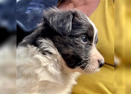 Aussie Mini Miniature Australian Shepherd Border Collie Welpen Showlinie Hündin Rüde