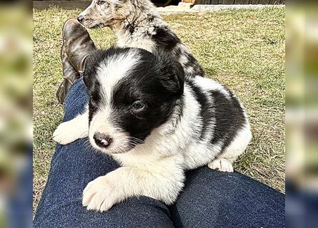 Aussie Mini Miniature Australian Shepherd Border Collie Welpen Showlinie Hündin Rüde