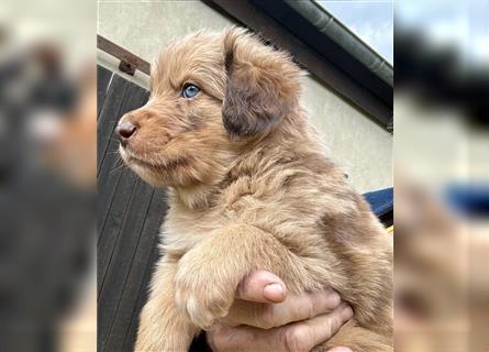 Aussie Mini Miniature Australian Shepherd Border Collie Welpen Showlinie Hündin Rüde