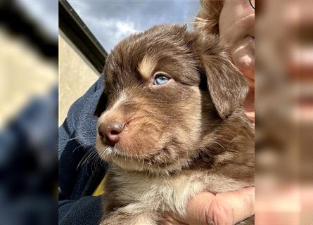 Aussie Mini Miniature Australian Shepherd Border Collie Welpen Showlinie Hündin Rüde