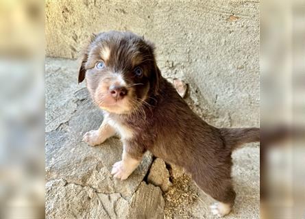 Aussie Mini Miniature Australian Shepherd Border Collie Welpen Showlinie Hündin Rüde