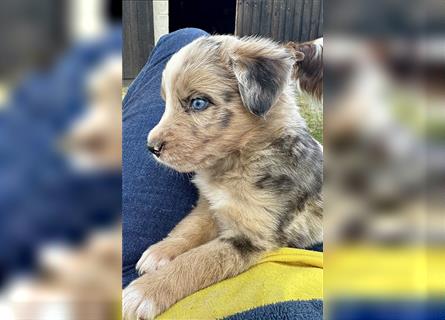 Aussie Mini Miniature Australian Shepherd Border Collie Welpen Showlinie Hündin Rüde