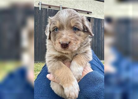 Aussie Mini Miniature Australian Shepherd Border Collie Welpen Showlinie Hündin Rüde