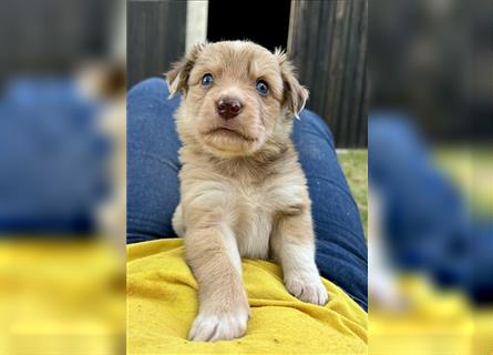 Aussie Mini Miniature Australian Shepherd Border Collie Welpen Showlinie Hündin Rüde