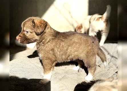 Aussie Mini Miniature Australian Shepherd Border Collie Welpen Showlinie Hündin Rüde