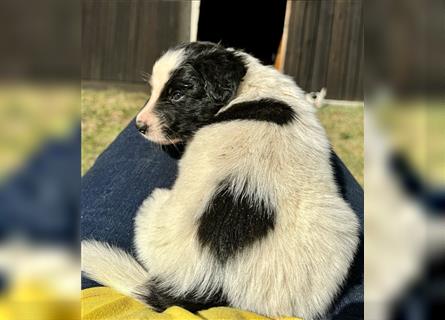 Aussie Mini Miniature Australian Shepherd Border Collie Welpen Showlinie Hündin Rüde