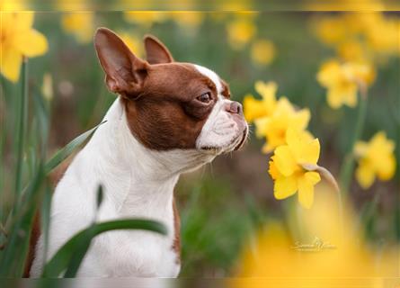 Boston Terrier 