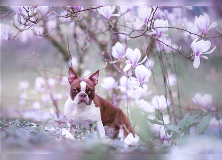 Boston Terrier 