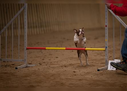 Boston Terrier 