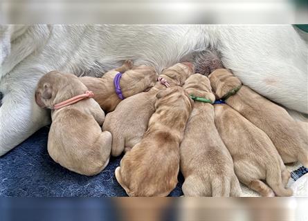 Gelbe Labrador Retriever Welpen Honigtöpfe