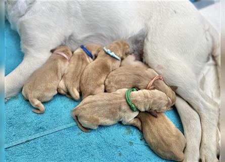 Gelbe Labrador Retriever Welpen Honigtöpfe